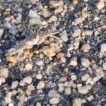Un piccolo granchio ben mimetizzato nella sabbia